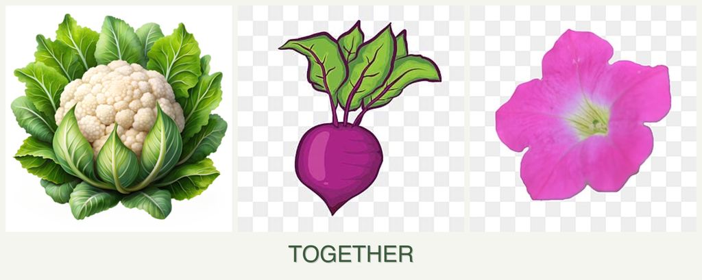 Can you plant cauliflower, beets and petunias together?