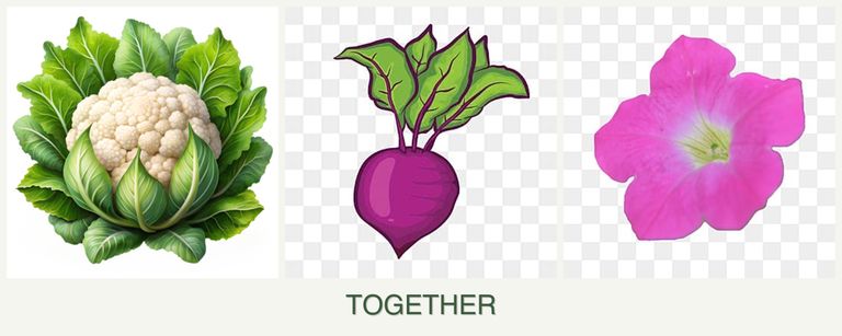Can you plant cauliflower, beets and petunias together?