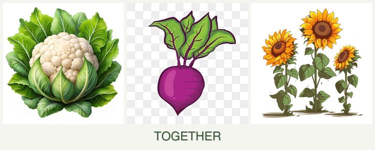 Can you plant cauliflower, beets and sunflowers together?