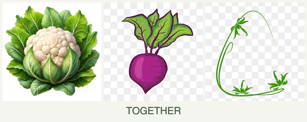 Can you plant cauliflower, beets and tarragon together?