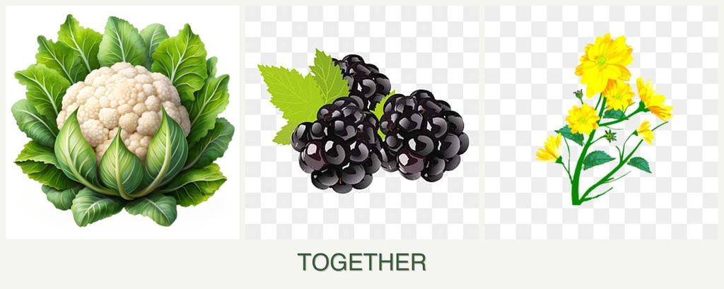 Can you plant cauliflower, blackberries and calendula together?