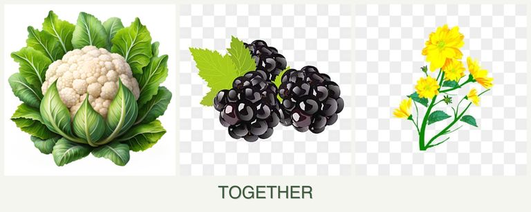 Can you plant cauliflower, blackberries and calendula together?