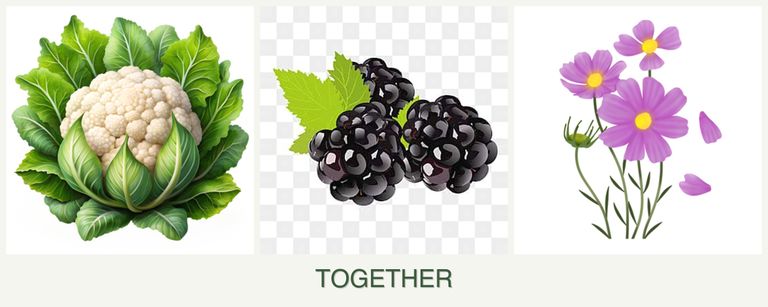 Can you plant cauliflower, blackberries and cosmos together?