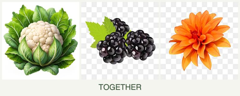 Can you plant cauliflower, blackberries and dahlias together?