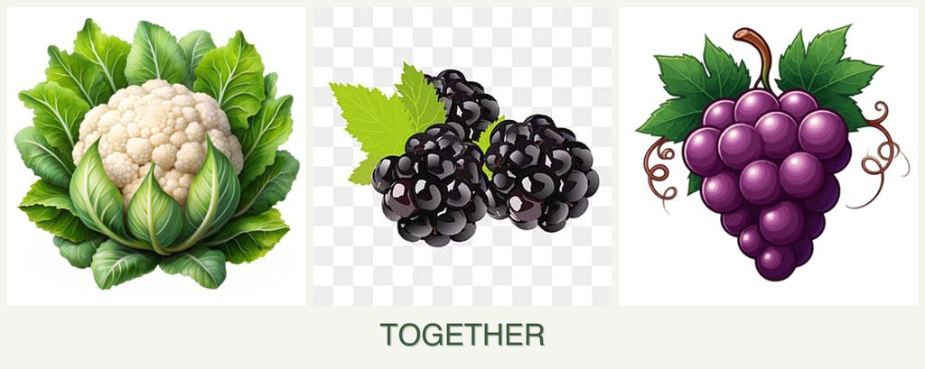 Can you plant cauliflower, blackberries and grapes together?