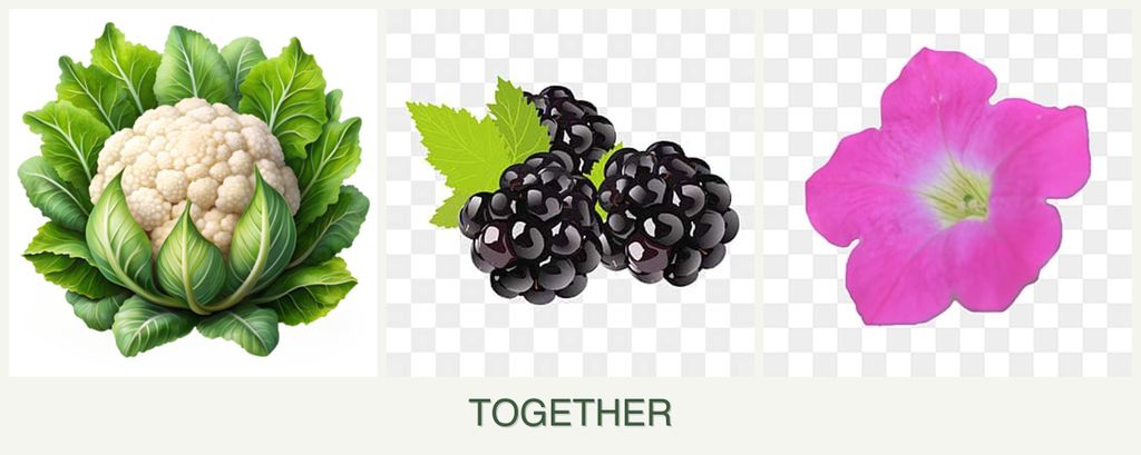 Can you plant cauliflower, blackberries and petunias together?