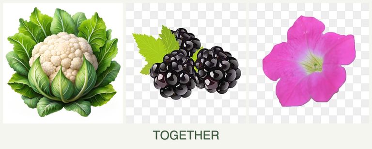 Can you plant cauliflower, blackberries and petunias together?
