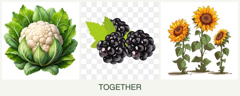 Can you plant cauliflower, blackberries and sunflowers together?