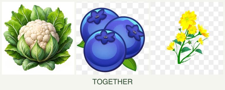 Can you plant cauliflower, blueberries and calendula together?