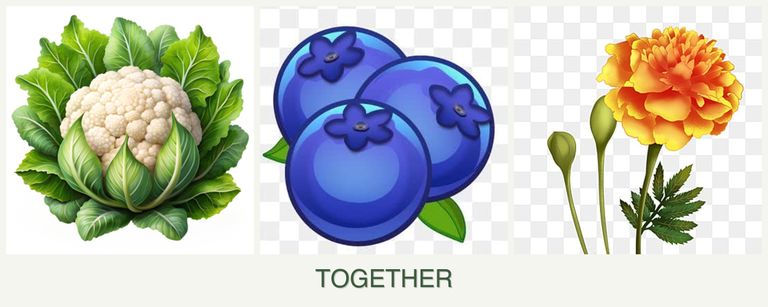 Can you plant cauliflower, blueberries and marigolds together?