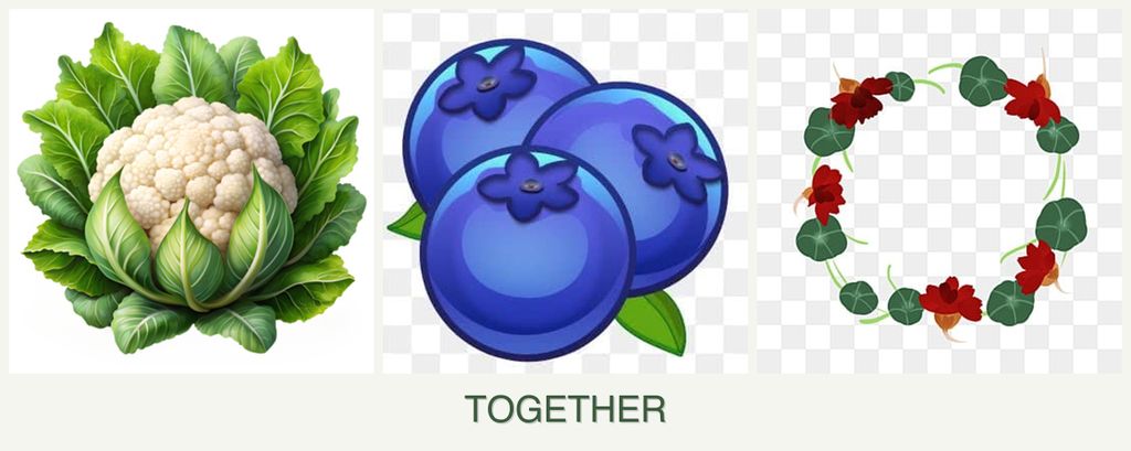 Can you plant cauliflower, blueberries and nasturtiums together?