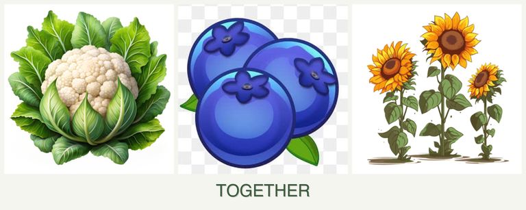 Can you plant cauliflower, blueberries and sunflowers together?