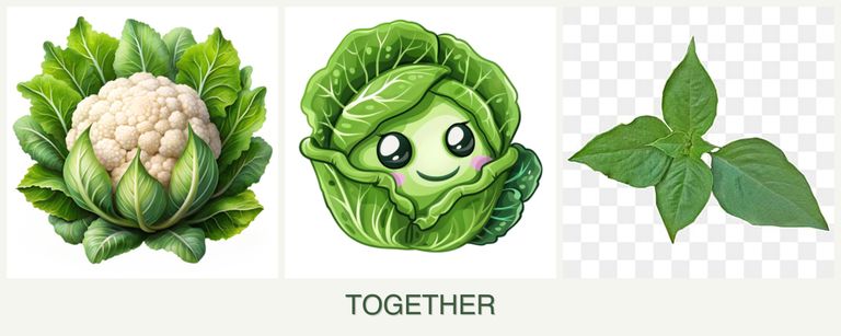 Can you plant cauliflower, cabbage and basil together?