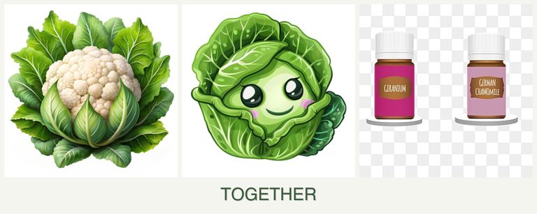 Can you plant cauliflower, cabbage and geraniums together?