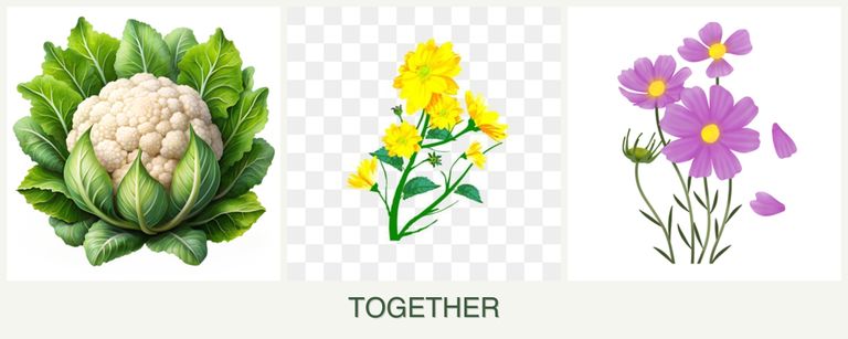 Can you plant cauliflower, calendula and cosmos together?