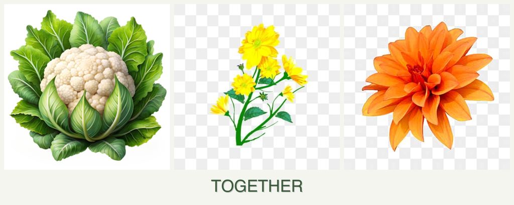 Can you plant cauliflower, calendula and dahlias together?