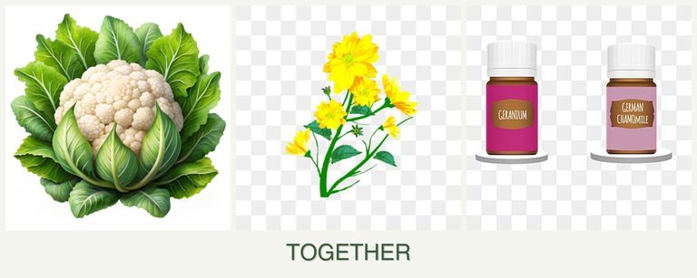 Can you plant cauliflower, calendula and geraniums together?