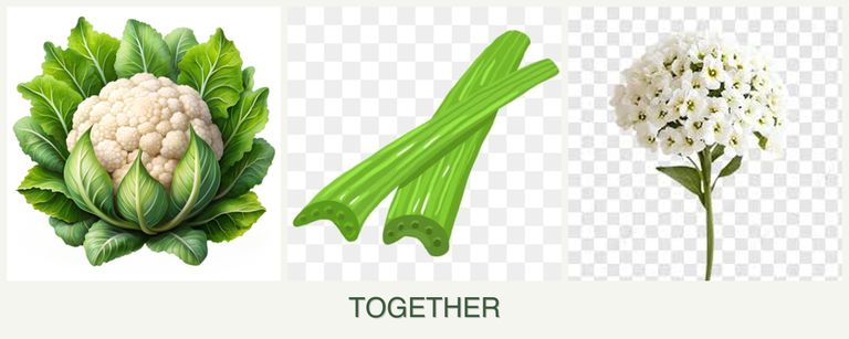 Can you plant cauliflower, celery and alyssum together?