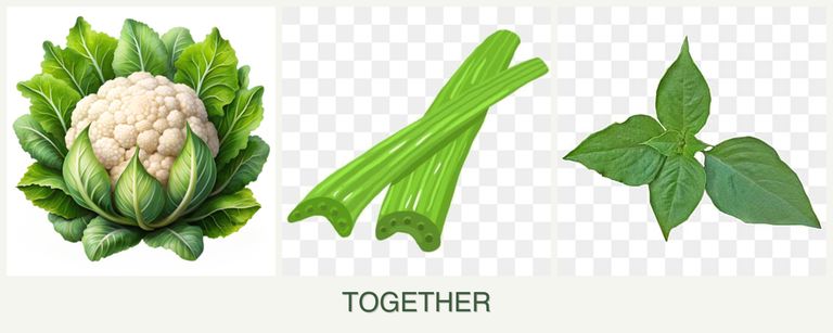 Can you plant cauliflower, celery and basil together?
