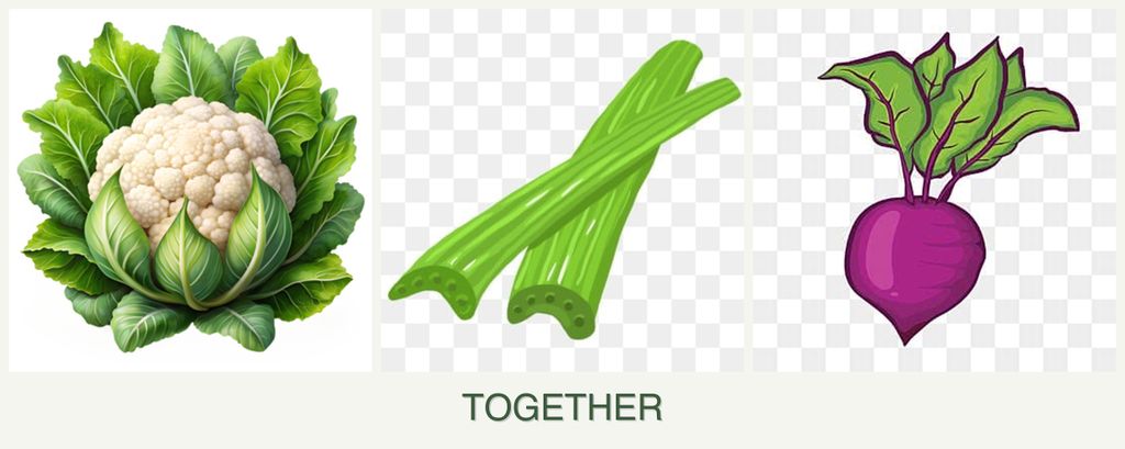 Can you plant cauliflower, celery and beets together?