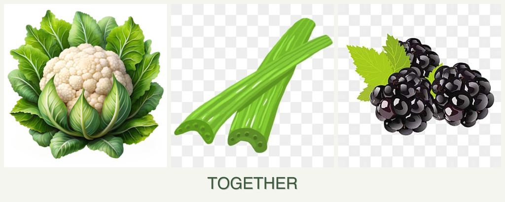 Can you plant cauliflower, celery and blackberries together?