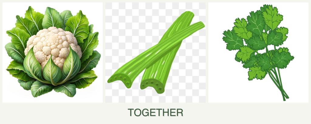 Can you plant cauliflower, celery and cilantro together?