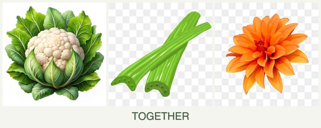 Can you plant cauliflower, celery and dahlias together?