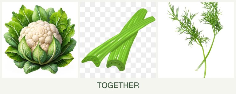Can you plant cauliflower, celery and dill together?