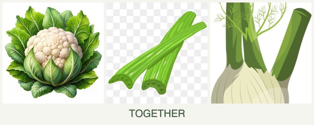 Can you plant cauliflower, celery and fennel together?