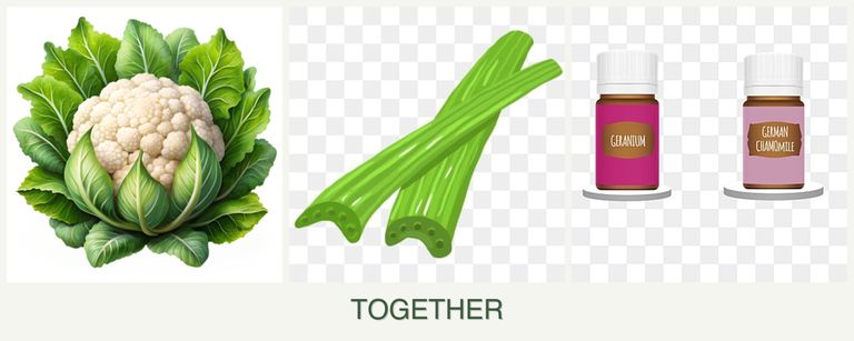 Can you plant cauliflower, celery and geraniums together?
