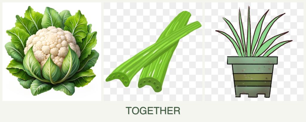 Can you plant cauliflower, celery and lemongrass together?