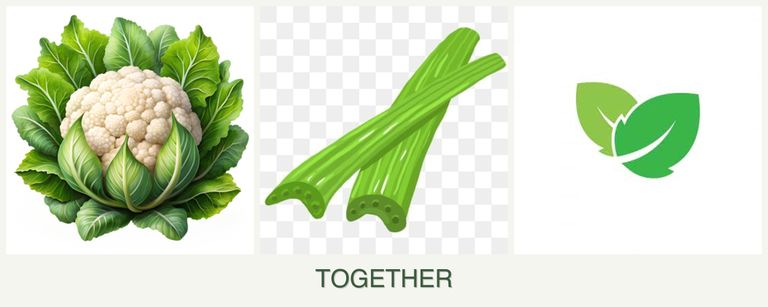 Can you plant cauliflower, celery and mint together?