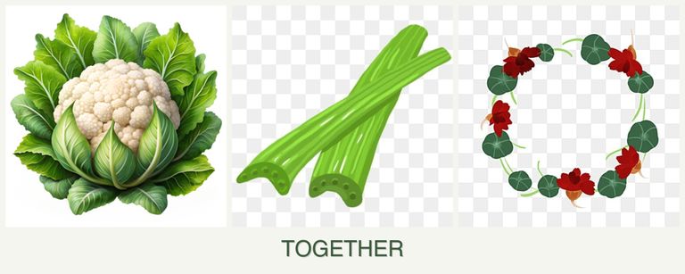 Can you plant cauliflower, celery and nasturtiums together?