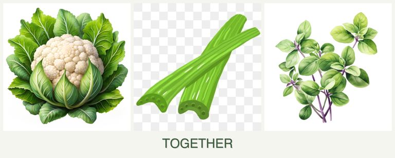 Can you plant cauliflower, celery and oregano together?