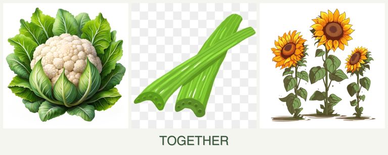 Can you plant cauliflower, celery and sunflowers together?