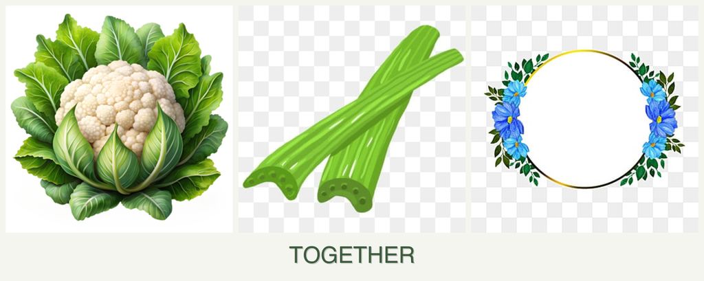 Can you plant cauliflower, celery and zinnias together?