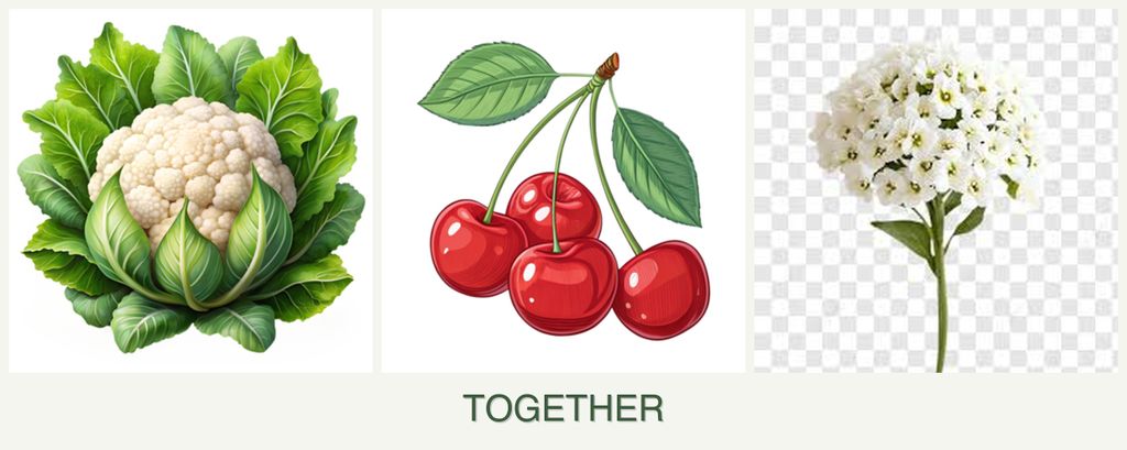 Can you plant cauliflower, cherries and alyssum together?