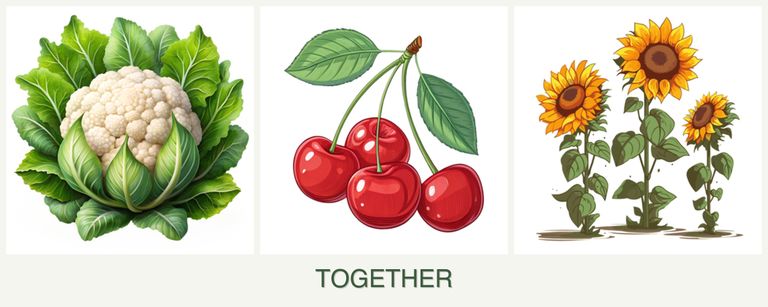 Can you plant cauliflower, cherries and sunflowers together?