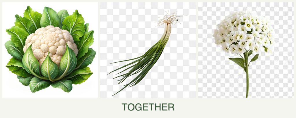 Can you plant cauliflower, chives and alyssum together?