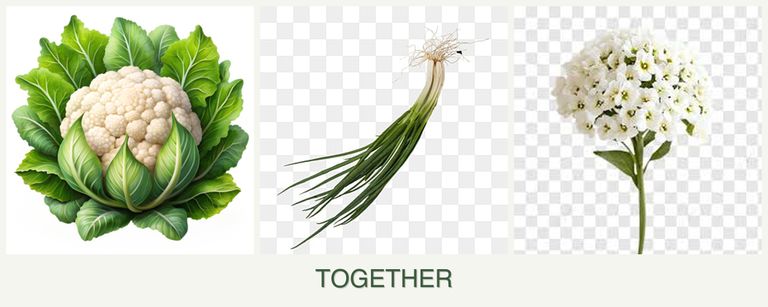 Can you plant cauliflower, chives and alyssum together?