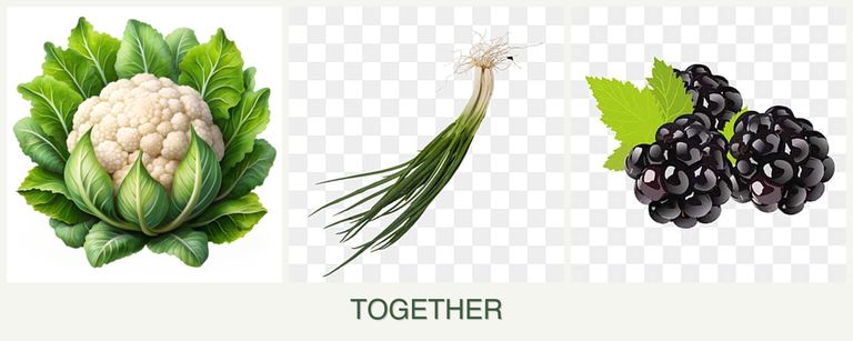 Can you plant cauliflower, chives and blackberries together?