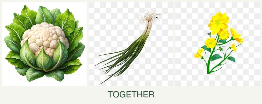 Can you plant cauliflower, chives and calendula together?