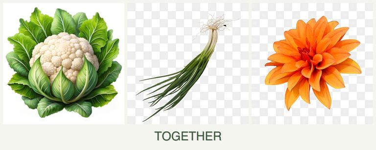 Can you plant cauliflower, chives and dahlias together?