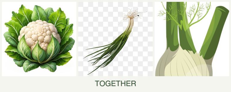 Can you plant cauliflower, chives and fennel together?