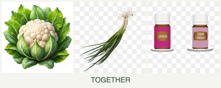 Can you plant cauliflower, chives and geraniums together?