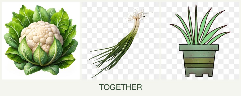 Can you plant cauliflower, chives and lemongrass together?