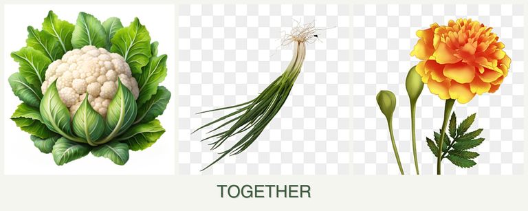 Can you plant cauliflower, chives and marigolds together?