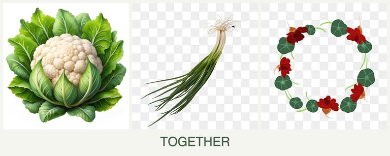 Can you plant cauliflower, chives and nasturtiums together?