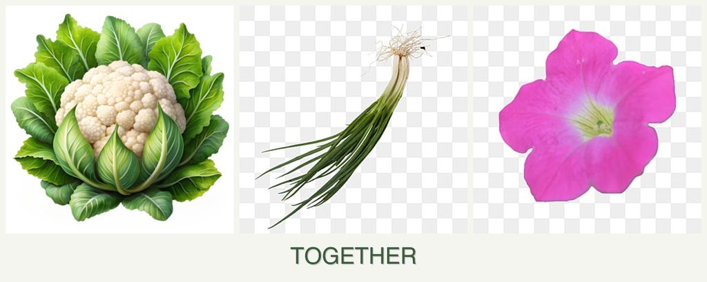 Can you plant cauliflower, chives and petunias together?