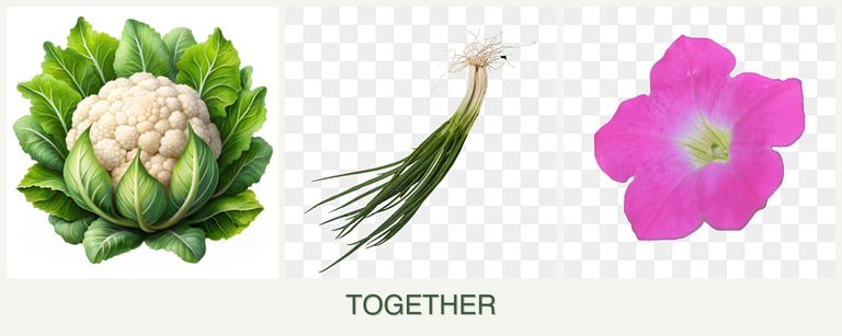 Can you plant cauliflower, chives and petunias together?